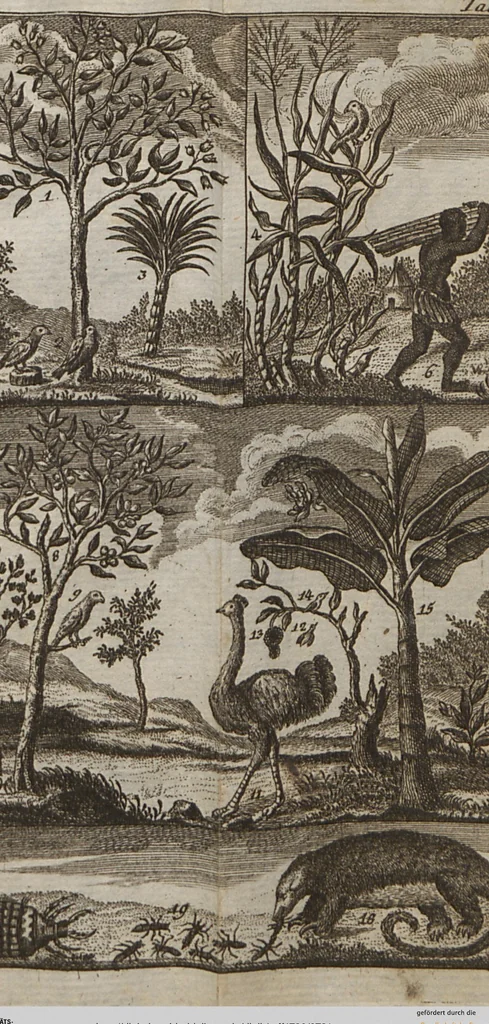 An illustration from Naturgeschichte für Kinder, 1780, leaf 731