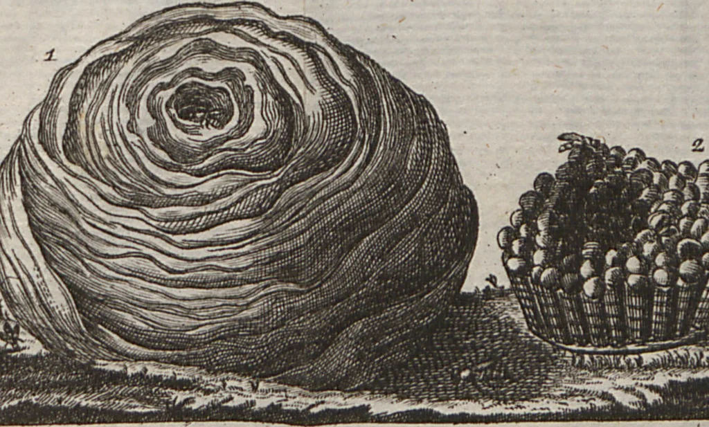An illustration from Naturgeschichte für Kinder, 1780, leaf 733