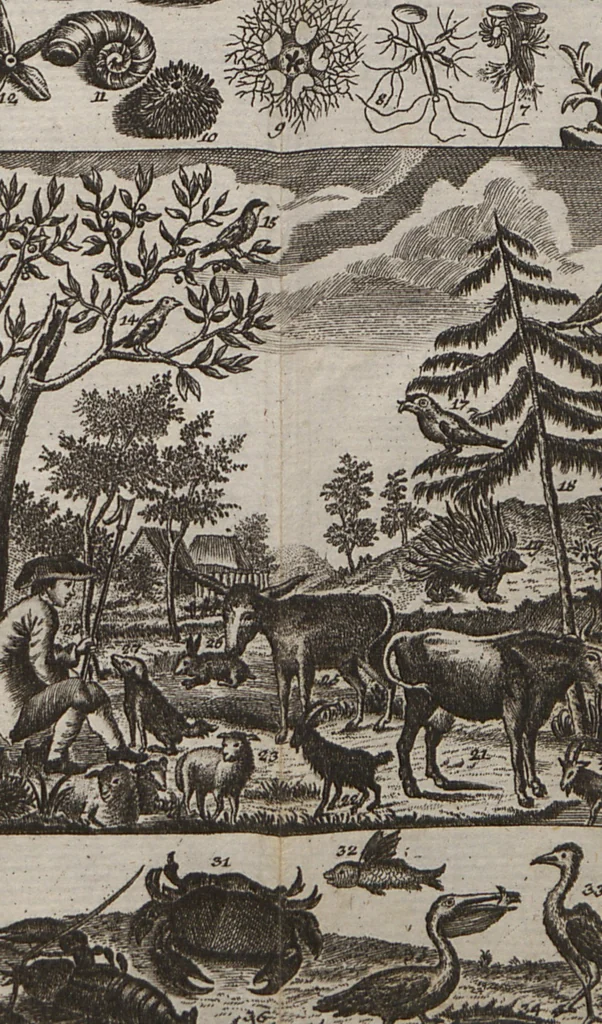 An illustration from Naturgeschichte für Kinder, 1780, leaf 734