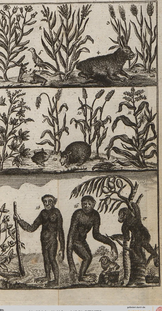 An illustration from Naturgeschichte für Kinder, 1780, leaf 735