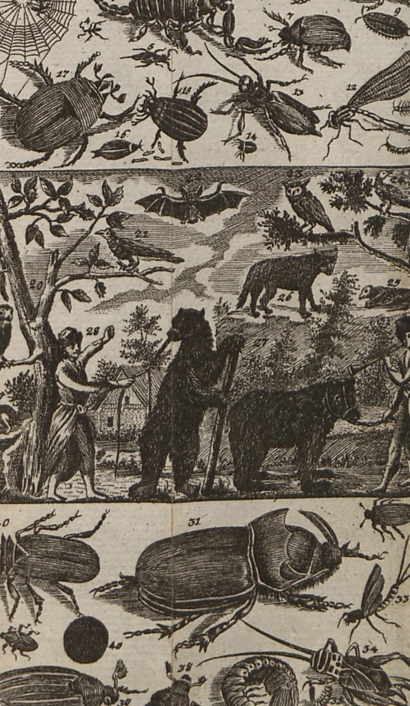 An illustration from Naturgeschichte für Kinder, 1780, leaf 737