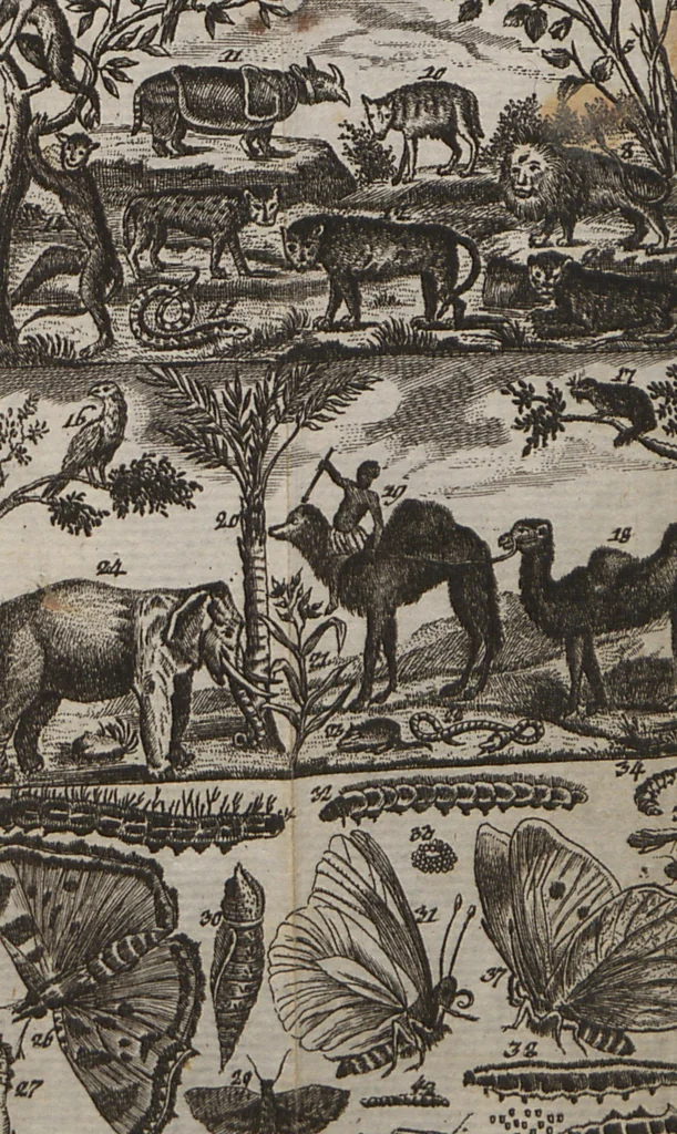 An illustration from Naturgeschichte für Kinder, 1780, leaf 739