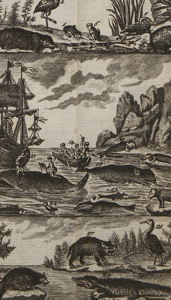 An illustration from Naturgeschichte für Kinder, 1780, leaf 740