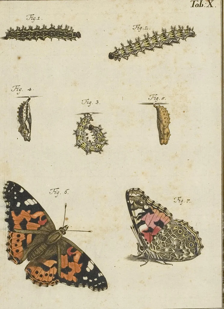 An illustration from (Band 1): ... in welchem die in sechs Classen eingetheilte Papilionen mit ihrem Ursprung, Verwandlung und allen wunderbaren Eigenschafften, aus eigener Erfahrung beschrieben und in sauber illuminirten Kupfern, nach dem Leben abgebildet, vorgestellet werden von August Johann Rösel, Miniatur-Mahlern: Nebst einer Vorrede, in welcher von dem Nutzen derer Insecten gehandelt, was sie seyen gezeiget, und von der Eintheilung dererselben Nachricht gegeben wird, 1746, leaf 114
