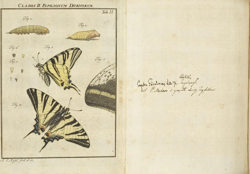 An illustration from (Band 1): ... in welchem die in sechs Classen eingetheilte Papilionen mit ihrem Ursprung, Verwandlung und allen wunderbaren Eigenschafften, aus eigener Erfahrung beschrieben und in sauber illuminirten Kupfern, nach dem Leben abgebildet, vorgestellet werden von August Johann Rösel, Miniatur-Mahlern: Nebst einer Vorrede, in welcher von dem Nutzen derer Insecten gehandelt, was sie seyen gezeiget, und von der Eintheilung dererselben Nachricht gegeben wird, 1746, leaf 139