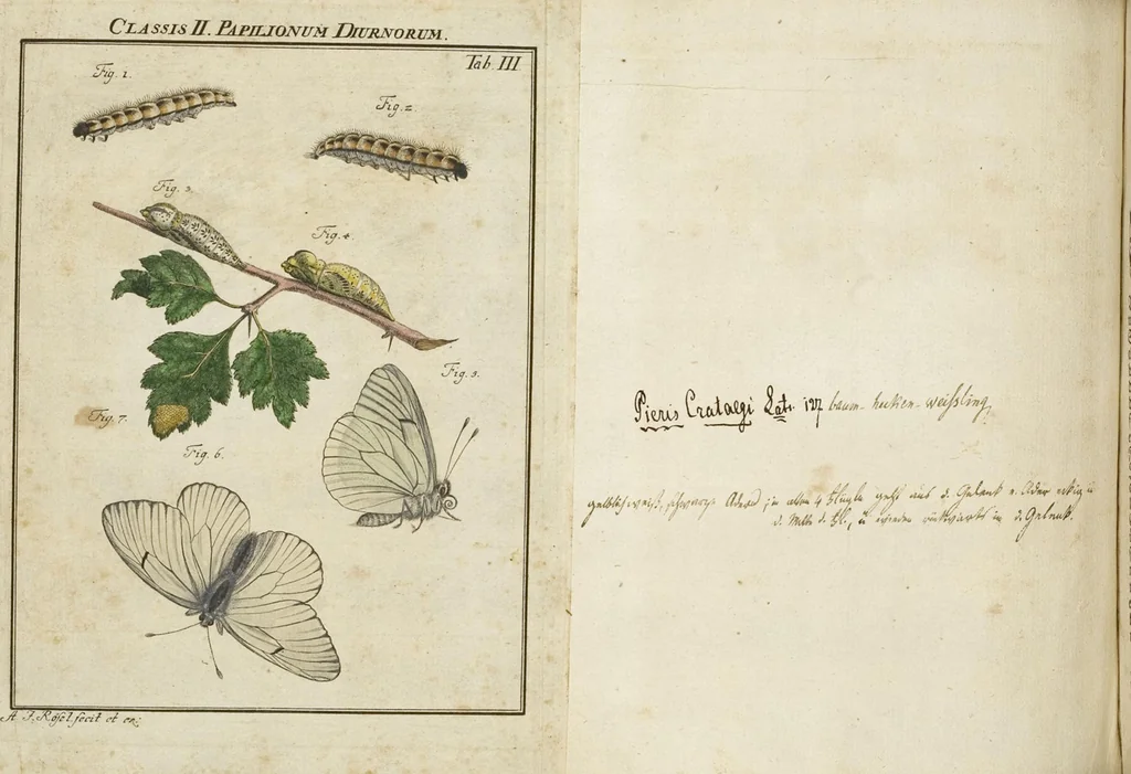 An illustration from (Band 1): ... in welchem die in sechs Classen eingetheilte Papilionen mit ihrem Ursprung, Verwandlung und allen wunderbaren Eigenschafften, aus eigener Erfahrung beschrieben und in sauber illuminirten Kupfern, nach dem Leben abgebildet, vorgestellet werden von August Johann Rösel, Miniatur-Mahlern: Nebst einer Vorrede, in welcher von dem Nutzen derer Insecten gehandelt, was sie seyen gezeiget, und von der Eintheilung dererselben Nachricht gegeben wird, 1746, leaf 146