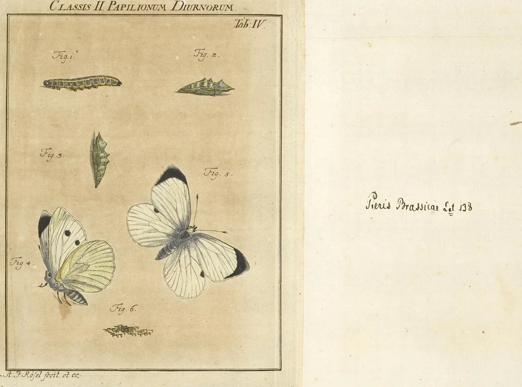 An illustration from (Band 1): ... in welchem die in sechs Classen eingetheilte Papilionen mit ihrem Ursprung, Verwandlung und allen wunderbaren Eigenschafften, aus eigener Erfahrung beschrieben und in sauber illuminirten Kupfern, nach dem Leben abgebildet, vorgestellet werden von August Johann Rösel, Miniatur-Mahlern: Nebst einer Vorrede, in welcher von dem Nutzen derer Insecten gehandelt, was sie seyen gezeiget, und von der Eintheilung dererselben Nachricht gegeben wird, 1746, leaf 153