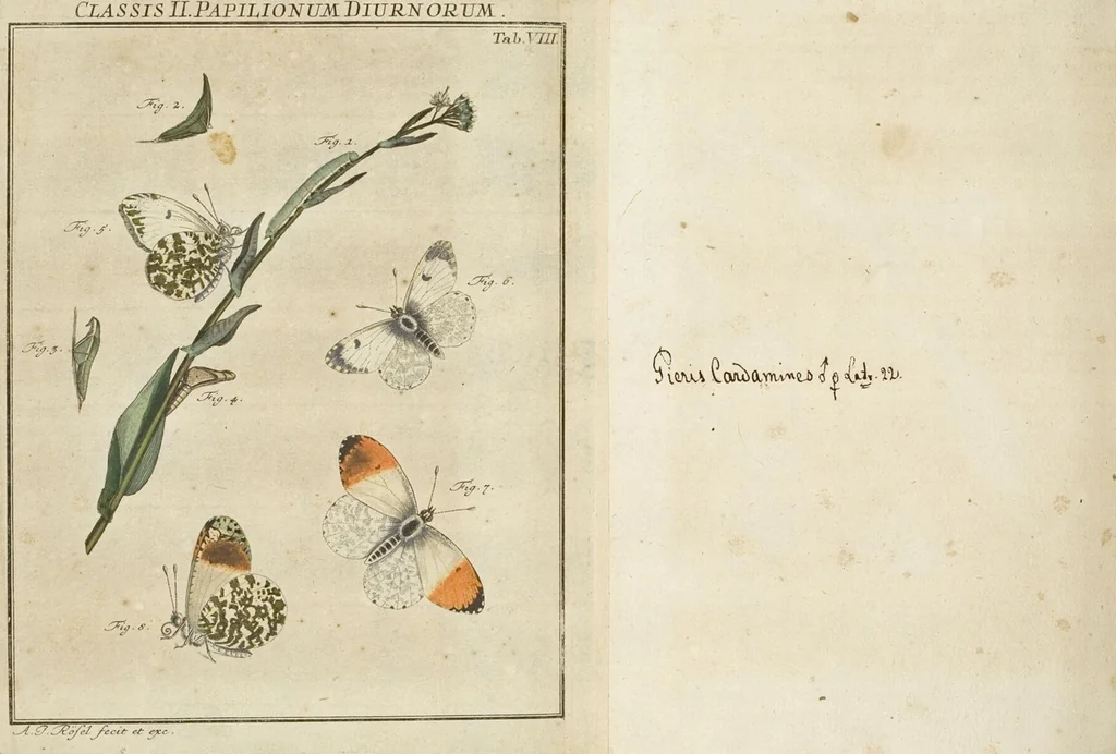 An illustration from (Band 1): ... in welchem die in sechs Classen eingetheilte Papilionen mit ihrem Ursprung, Verwandlung und allen wunderbaren Eigenschafften, aus eigener Erfahrung beschrieben und in sauber illuminirten Kupfern, nach dem Leben abgebildet, vorgestellet werden von August Johann Rösel, Miniatur-Mahlern: Nebst einer Vorrede, in welcher von dem Nutzen derer Insecten gehandelt, was sie seyen gezeiget, und von der Eintheilung dererselben Nachricht gegeben wird, 1746, leaf 180