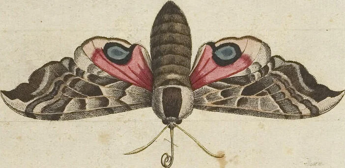 An illustration from (Band 1): ... in welchem die in sechs Classen eingetheilte Papilionen mit ihrem Ursprung, Verwandlung und allen wunderbaren Eigenschafften, aus eigener Erfahrung beschrieben und in sauber illuminirten Kupfern, nach dem Leben abgebildet, vorgestellet werden von August Johann Rösel, Miniatur-Mahlern: Nebst einer Vorrede, in welcher von dem Nutzen derer Insecten gehandelt, was sie seyen gezeiget, und von der Eintheilung dererselben Nachricht gegeben wird, 1746, leaf 205