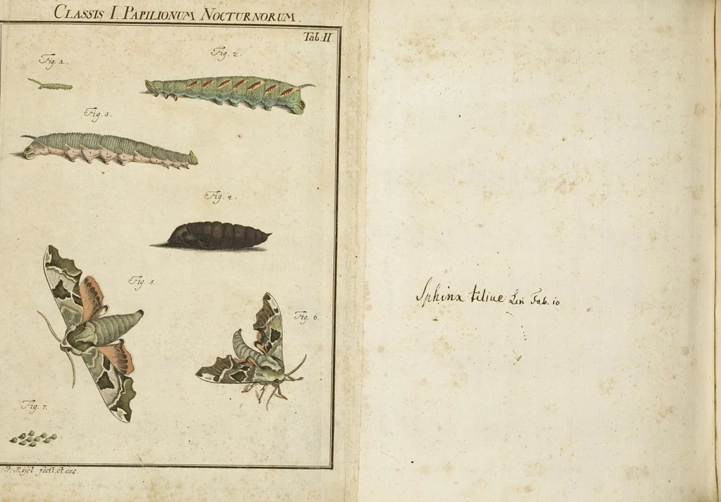 An illustration from (Band 1): ... in welchem die in sechs Classen eingetheilte Papilionen mit ihrem Ursprung, Verwandlung und allen wunderbaren Eigenschafften, aus eigener Erfahrung beschrieben und in sauber illuminirten Kupfern, nach dem Leben abgebildet, vorgestellet werden von August Johann Rösel, Miniatur-Mahlern: Nebst einer Vorrede, in welcher von dem Nutzen derer Insecten gehandelt, was sie seyen gezeiget, und von der Eintheilung dererselben Nachricht gegeben wird, 1746, leaf 214