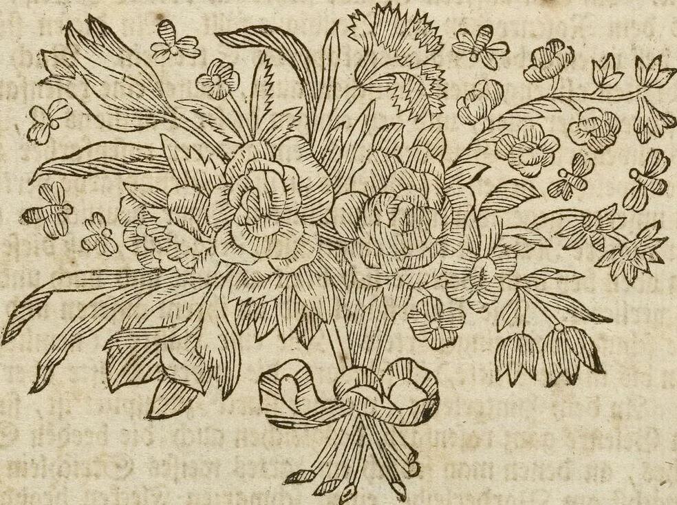 An illustration from (Band 1): ... in welchem die in sechs Classen eingetheilte Papilionen mit ihrem Ursprung, Verwandlung und allen wunderbaren Eigenschafften, aus eigener Erfahrung beschrieben und in sauber illuminirten Kupfern, nach dem Leben abgebildet, vorgestellet werden von August Johann Rösel, Miniatur-Mahlern: Nebst einer Vorrede, in welcher von dem Nutzen derer Insecten gehandelt, was sie seyen gezeiget, und von der Eintheilung dererselben Nachricht gegeben wird, 1746, leaf 240