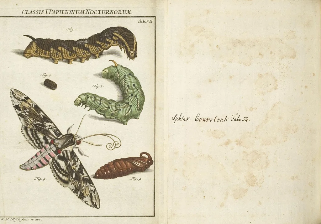 An illustration from (Band 1): ... in welchem die in sechs Classen eingetheilte Papilionen mit ihrem Ursprung, Verwandlung und allen wunderbaren Eigenschafften, aus eigener Erfahrung beschrieben und in sauber illuminirten Kupfern, nach dem Leben abgebildet, vorgestellet werden von August Johann Rösel, Miniatur-Mahlern: Nebst einer Vorrede, in welcher von dem Nutzen derer Insecten gehandelt, was sie seyen gezeiget, und von der Eintheilung dererselben Nachricht gegeben wird, 1746, leaf 259