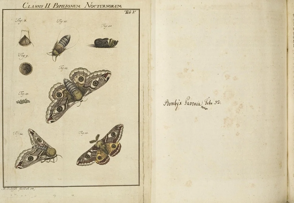An illustration from (Band 1): ... in welchem die in sechs Classen eingetheilte Papilionen mit ihrem Ursprung, Verwandlung und allen wunderbaren Eigenschafften, aus eigener Erfahrung beschrieben und in sauber illuminirten Kupfern, nach dem Leben abgebildet, vorgestellet werden von August Johann Rösel, Miniatur-Mahlern: Nebst einer Vorrede, in welcher von dem Nutzen derer Insecten gehandelt, was sie seyen gezeiget, und von der Eintheilung dererselben Nachricht gegeben wird, 1746, leaf 320