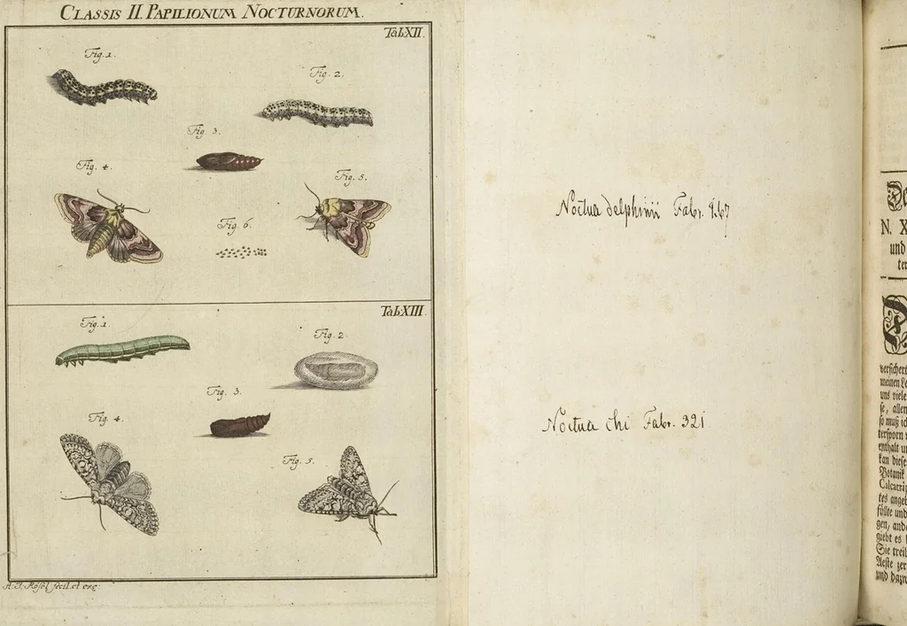 An illustration from (Band 1): ... in welchem die in sechs Classen eingetheilte Papilionen mit ihrem Ursprung, Verwandlung und allen wunderbaren Eigenschafften, aus eigener Erfahrung beschrieben und in sauber illuminirten Kupfern, nach dem Leben abgebildet, vorgestellet werden von August Johann Rösel, Miniatur-Mahlern: Nebst einer Vorrede, in welcher von dem Nutzen derer Insecten gehandelt, was sie seyen gezeiget, und von der Eintheilung dererselben Nachricht gegeben wird, 1746, leaf 374