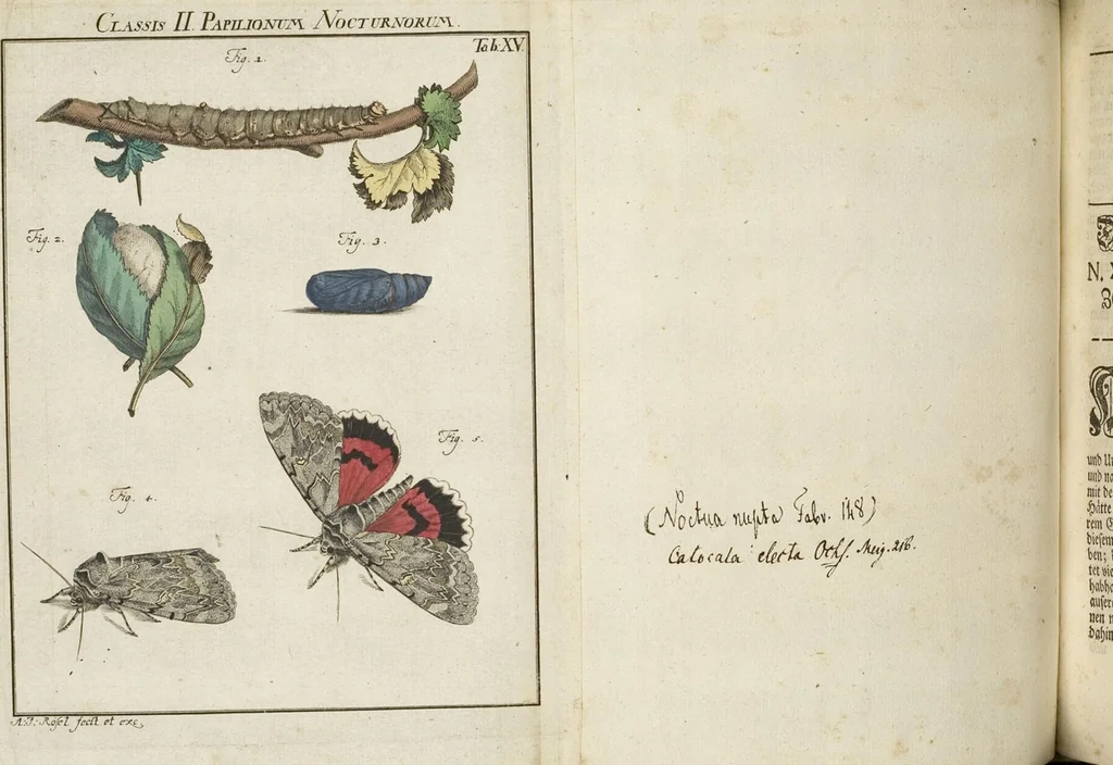 An illustration from (Band 1): ... in welchem die in sechs Classen eingetheilte Papilionen mit ihrem Ursprung, Verwandlung und allen wunderbaren Eigenschafften, aus eigener Erfahrung beschrieben und in sauber illuminirten Kupfern, nach dem Leben abgebildet, vorgestellet werden von August Johann Rösel, Miniatur-Mahlern: Nebst einer Vorrede, in welcher von dem Nutzen derer Insecten gehandelt, was sie seyen gezeiget, und von der Eintheilung dererselben Nachricht gegeben wird, 1746, leaf 392