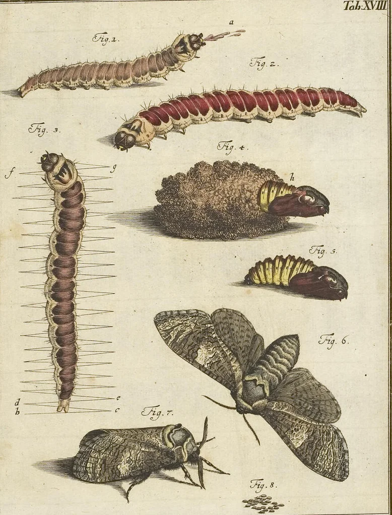 An illustration from (Band 1): ... in welchem die in sechs Classen eingetheilte Papilionen mit ihrem Ursprung, Verwandlung und allen wunderbaren Eigenschafften, aus eigener Erfahrung beschrieben und in sauber illuminirten Kupfern, nach dem Leben abgebildet, vorgestellet werden von August Johann Rösel, Miniatur-Mahlern: Nebst einer Vorrede, in welcher von dem Nutzen derer Insecten gehandelt, was sie seyen gezeiget, und von der Eintheilung dererselben Nachricht gegeben wird, 1746, leaf 410