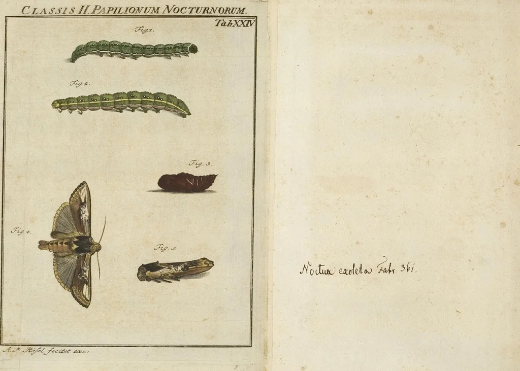 An illustration from (Band 1): ... in welchem die in sechs Classen eingetheilte Papilionen mit ihrem Ursprung, Verwandlung und allen wunderbaren Eigenschafften, aus eigener Erfahrung beschrieben und in sauber illuminirten Kupfern, nach dem Leben abgebildet, vorgestellet werden von August Johann Rösel, Miniatur-Mahlern: Nebst einer Vorrede, in welcher von dem Nutzen derer Insecten gehandelt, was sie seyen gezeiget, und von der Eintheilung dererselben Nachricht gegeben wird, 1746, leaf 446
