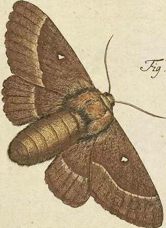 An illustration from (Band 1): ... in welchem die in sechs Classen eingetheilte Papilionen mit ihrem Ursprung, Verwandlung und allen wunderbaren Eigenschafften, aus eigener Erfahrung beschrieben und in sauber illuminirten Kupfern, nach dem Leben abgebildet, vorgestellet werden von August Johann Rösel, Miniatur-Mahlern: Nebst einer Vorrede, in welcher von dem Nutzen derer Insecten gehandelt, was sie seyen gezeiget, und von der Eintheilung dererselben Nachricht gegeben wird, 1746, leaf 500