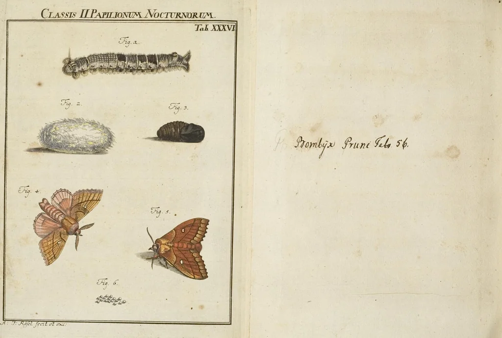 An illustration from (Band 1): ... in welchem die in sechs Classen eingetheilte Papilionen mit ihrem Ursprung, Verwandlung und allen wunderbaren Eigenschafften, aus eigener Erfahrung beschrieben und in sauber illuminirten Kupfern, nach dem Leben abgebildet, vorgestellet werden von August Johann Rösel, Miniatur-Mahlern: Nebst einer Vorrede, in welcher von dem Nutzen derer Insecten gehandelt, was sie seyen gezeiget, und von der Eintheilung dererselben Nachricht gegeben wird, 1746, leaf 518