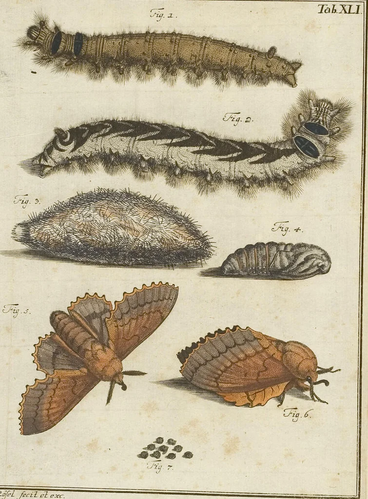 An illustration from (Band 1): ... in welchem die in sechs Classen eingetheilte Papilionen mit ihrem Ursprung, Verwandlung und allen wunderbaren Eigenschafften, aus eigener Erfahrung beschrieben und in sauber illuminirten Kupfern, nach dem Leben abgebildet, vorgestellet werden von August Johann Rösel, Miniatur-Mahlern: Nebst einer Vorrede, in welcher von dem Nutzen derer Insecten gehandelt, was sie seyen gezeiget, und von der Eintheilung dererselben Nachricht gegeben wird, 1746, leaf 545