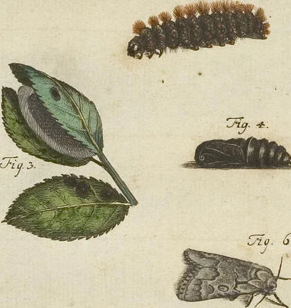 An illustration from (Band 1): ... in welchem die in sechs Classen eingetheilte Papilionen mit ihrem Ursprung, Verwandlung und allen wunderbaren Eigenschafften, aus eigener Erfahrung beschrieben und in sauber illuminirten Kupfern, nach dem Leben abgebildet, vorgestellet werden von August Johann Rösel, Miniatur-Mahlern: Nebst einer Vorrede, in welcher von dem Nutzen derer Insecten gehandelt, was sie seyen gezeiget, und von der Eintheilung dererselben Nachricht gegeben wird, 1746, leaf 563