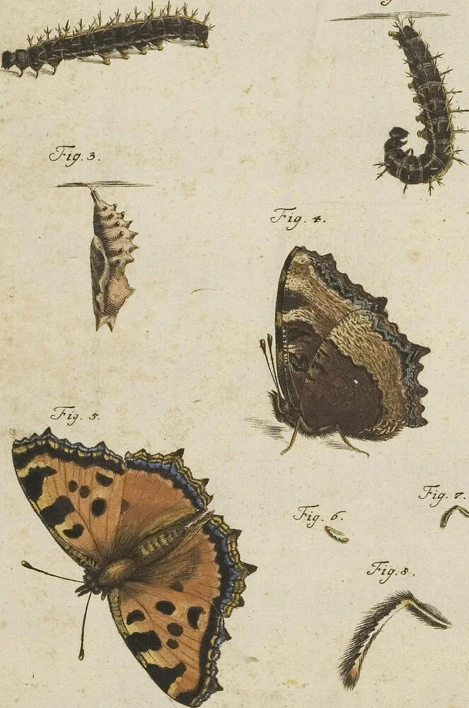 An illustration from (Band 1): ... in welchem die in sechs Classen eingetheilte Papilionen mit ihrem Ursprung, Verwandlung und allen wunderbaren Eigenschafften, aus eigener Erfahrung beschrieben und in sauber illuminirten Kupfern, nach dem Leben abgebildet, vorgestellet werden von August Johann Rösel, Miniatur-Mahlern: Nebst einer Vorrede, in welcher von dem Nutzen derer Insecten gehandelt, was sie seyen gezeiget, und von der Eintheilung dererselben Nachricht gegeben wird, 1746, leaf 59
