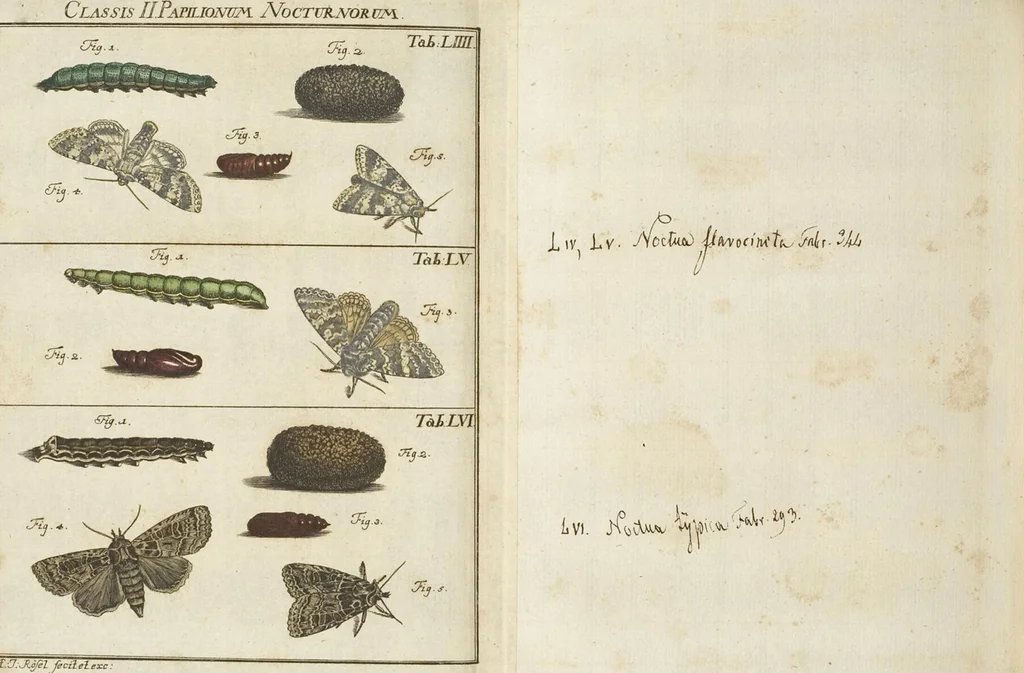 An illustration from (Band 1): ... in welchem die in sechs Classen eingetheilte Papilionen mit ihrem Ursprung, Verwandlung und allen wunderbaren Eigenschafften, aus eigener Erfahrung beschrieben und in sauber illuminirten Kupfern, nach dem Leben abgebildet, vorgestellet werden von August Johann Rösel, Miniatur-Mahlern: Nebst einer Vorrede, in welcher von dem Nutzen derer Insecten gehandelt, was sie seyen gezeiget, und von der Eintheilung dererselben Nachricht gegeben wird, 1746, leaf 599