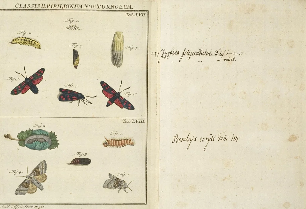 An illustration from (Band 1): ... in welchem die in sechs Classen eingetheilte Papilionen mit ihrem Ursprung, Verwandlung und allen wunderbaren Eigenschafften, aus eigener Erfahrung beschrieben und in sauber illuminirten Kupfern, nach dem Leben abgebildet, vorgestellet werden von August Johann Rösel, Miniatur-Mahlern: Nebst einer Vorrede, in welcher von dem Nutzen derer Insecten gehandelt, was sie seyen gezeiget, und von der Eintheilung dererselben Nachricht gegeben wird, 1746, leaf 608
