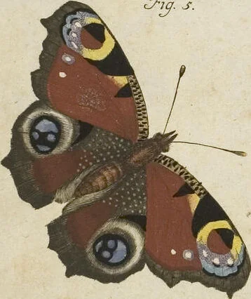 An illustration from (Band 1): ... in welchem die in sechs Classen eingetheilte Papilionen mit ihrem Ursprung, Verwandlung und allen wunderbaren Eigenschafften, aus eigener Erfahrung beschrieben und in sauber illuminirten Kupfern, nach dem Leben abgebildet, vorgestellet werden von August Johann Rösel, Miniatur-Mahlern: Nebst einer Vorrede, in welcher von dem Nutzen derer Insecten gehandelt, was sie seyen gezeiget, und von der Eintheilung dererselben Nachricht gegeben wird, 1746, leaf 64