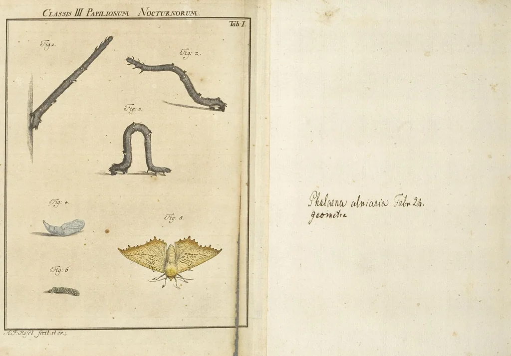 An illustration from (Band 1): ... in welchem die in sechs Classen eingetheilte Papilionen mit ihrem Ursprung, Verwandlung und allen wunderbaren Eigenschafften, aus eigener Erfahrung beschrieben und in sauber illuminirten Kupfern, nach dem Leben abgebildet, vorgestellet werden von August Johann Rösel, Miniatur-Mahlern: Nebst einer Vorrede, in welcher von dem Nutzen derer Insecten gehandelt, was sie seyen gezeiget, und von der Eintheilung dererselben Nachricht gegeben wird, 1746, leaf 643