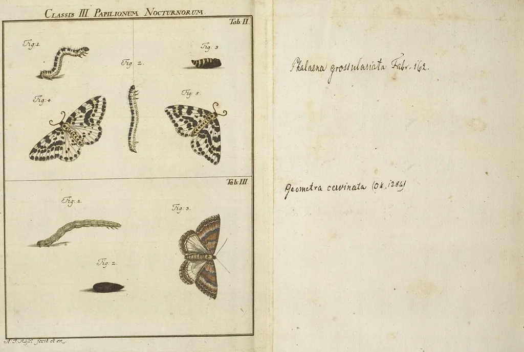 An illustration from (Band 1): ... in welchem die in sechs Classen eingetheilte Papilionen mit ihrem Ursprung, Verwandlung und allen wunderbaren Eigenschafften, aus eigener Erfahrung beschrieben und in sauber illuminirten Kupfern, nach dem Leben abgebildet, vorgestellet werden von August Johann Rösel, Miniatur-Mahlern: Nebst einer Vorrede, in welcher von dem Nutzen derer Insecten gehandelt, was sie seyen gezeiget, und von der Eintheilung dererselben Nachricht gegeben wird, 1746, leaf 652