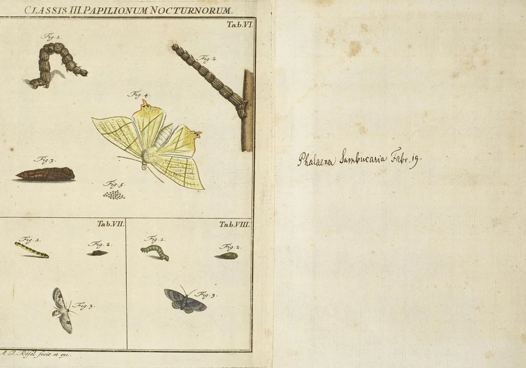 An illustration from (Band 1): ... in welchem die in sechs Classen eingetheilte Papilionen mit ihrem Ursprung, Verwandlung und allen wunderbaren Eigenschafften, aus eigener Erfahrung beschrieben und in sauber illuminirten Kupfern, nach dem Leben abgebildet, vorgestellet werden von August Johann Rösel, Miniatur-Mahlern: Nebst einer Vorrede, in welcher von dem Nutzen derer Insecten gehandelt, was sie seyen gezeiget, und von der Eintheilung dererselben Nachricht gegeben wird, 1746, leaf 670