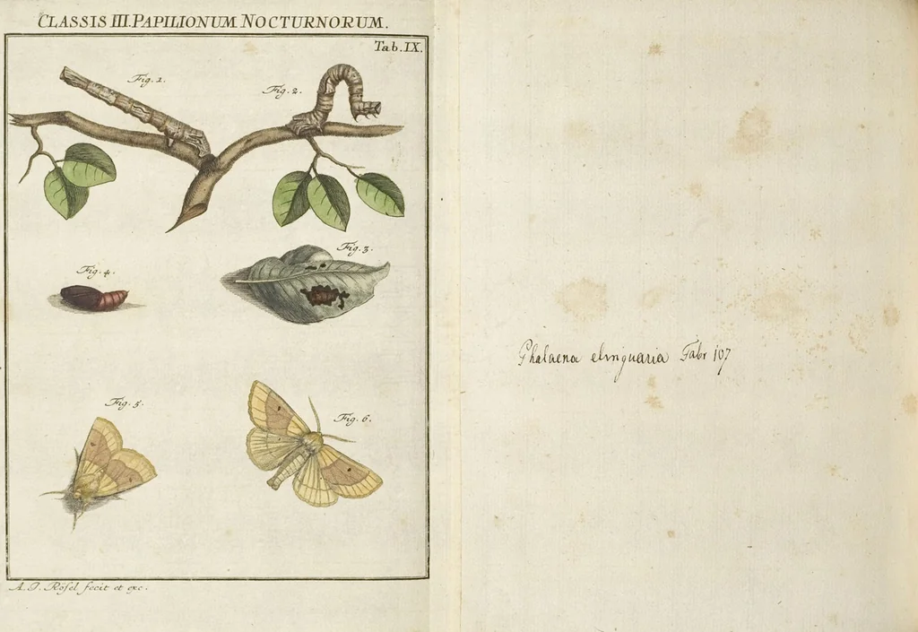 An illustration from (Band 1): ... in welchem die in sechs Classen eingetheilte Papilionen mit ihrem Ursprung, Verwandlung und allen wunderbaren Eigenschafften, aus eigener Erfahrung beschrieben und in sauber illuminirten Kupfern, nach dem Leben abgebildet, vorgestellet werden von August Johann Rösel, Miniatur-Mahlern: Nebst einer Vorrede, in welcher von dem Nutzen derer Insecten gehandelt, was sie seyen gezeiget, und von der Eintheilung dererselben Nachricht gegeben wird, 1746, leaf 679