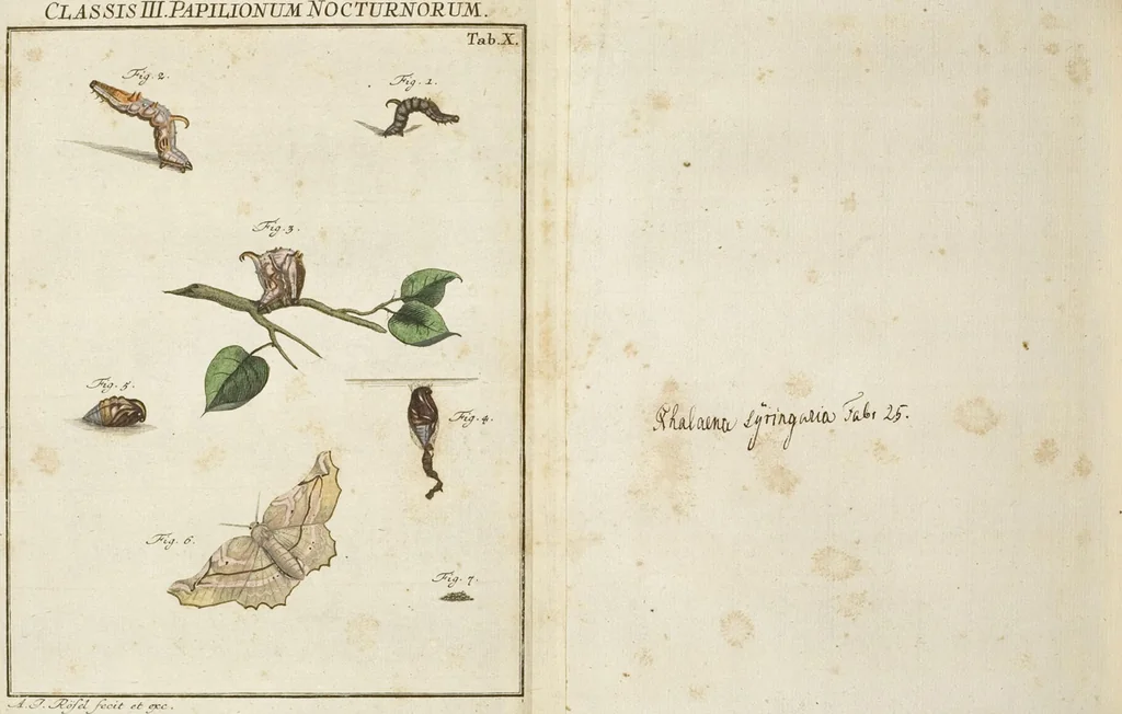An illustration from (Band 1): ... in welchem die in sechs Classen eingetheilte Papilionen mit ihrem Ursprung, Verwandlung und allen wunderbaren Eigenschafften, aus eigener Erfahrung beschrieben und in sauber illuminirten Kupfern, nach dem Leben abgebildet, vorgestellet werden von August Johann Rösel, Miniatur-Mahlern: Nebst einer Vorrede, in welcher von dem Nutzen derer Insecten gehandelt, was sie seyen gezeiget, und von der Eintheilung dererselben Nachricht gegeben wird, 1746, leaf 684