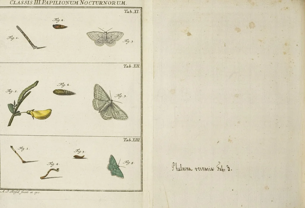An illustration from (Band 1): ... in welchem die in sechs Classen eingetheilte Papilionen mit ihrem Ursprung, Verwandlung und allen wunderbaren Eigenschafften, aus eigener Erfahrung beschrieben und in sauber illuminirten Kupfern, nach dem Leben abgebildet, vorgestellet werden von August Johann Rösel, Miniatur-Mahlern: Nebst einer Vorrede, in welcher von dem Nutzen derer Insecten gehandelt, was sie seyen gezeiget, und von der Eintheilung dererselben Nachricht gegeben wird, 1746, leaf 689