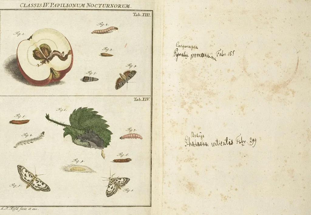 An illustration from (Band 1): ... in welchem die in sechs Classen eingetheilte Papilionen mit ihrem Ursprung, Verwandlung und allen wunderbaren Eigenschafften, aus eigener Erfahrung beschrieben und in sauber illuminirten Kupfern, nach dem Leben abgebildet, vorgestellet werden von August Johann Rösel, Miniatur-Mahlern: Nebst einer Vorrede, in welcher von dem Nutzen derer Insecten gehandelt, was sie seyen gezeiget, und von der Eintheilung dererselben Nachricht gegeben wird, 1746, leaf 734