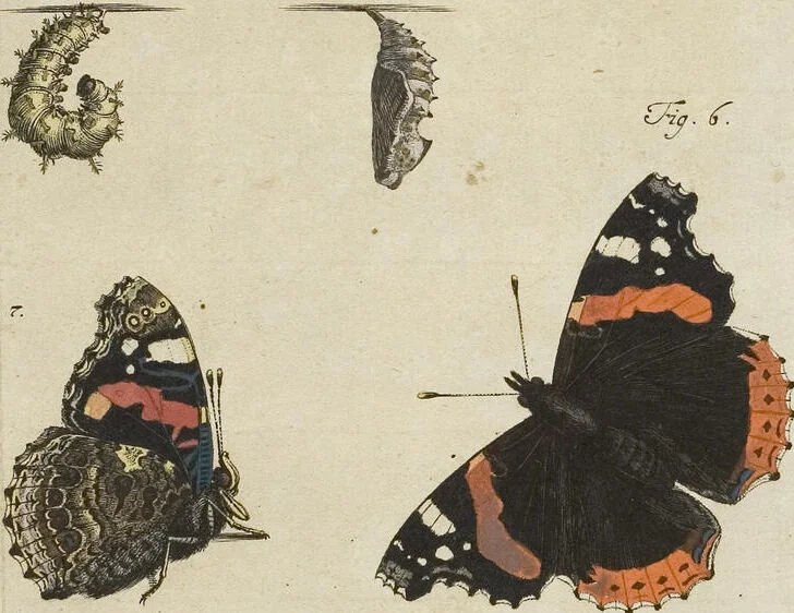 An illustration from (Band 1): ... in welchem die in sechs Classen eingetheilte Papilionen mit ihrem Ursprung, Verwandlung und allen wunderbaren Eigenschafften, aus eigener Erfahrung beschrieben und in sauber illuminirten Kupfern, nach dem Leben abgebildet, vorgestellet werden von August Johann Rösel, Miniatur-Mahlern: Nebst einer Vorrede, in welcher von dem Nutzen derer Insecten gehandelt, was sie seyen gezeiget, und von der Eintheilung dererselben Nachricht gegeben wird, 1746, leaf 87