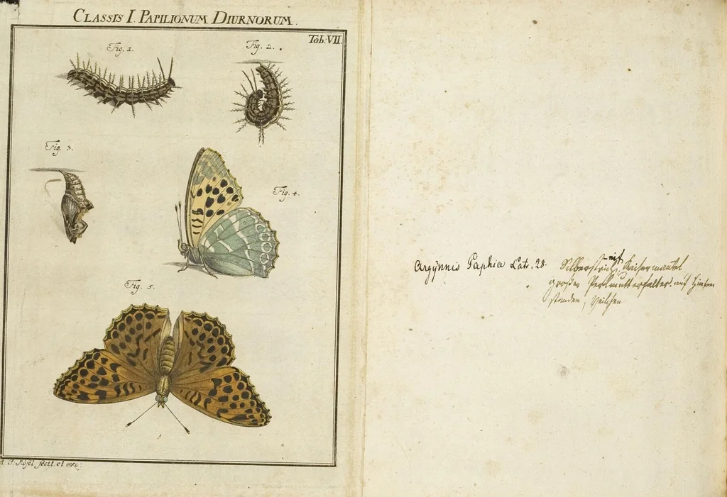 An illustration from (Band 1): ... in welchem die in sechs Classen eingetheilte Papilionen mit ihrem Ursprung, Verwandlung und allen wunderbaren Eigenschafften, aus eigener Erfahrung beschrieben und in sauber illuminirten Kupfern, nach dem Leben abgebildet, vorgestellet werden von August Johann Rösel, Miniatur-Mahlern: Nebst einer Vorrede, in welcher von dem Nutzen derer Insecten gehandelt, was sie seyen gezeiget, und von der Eintheilung dererselben Nachricht gegeben wird, 1746, leaf 96
