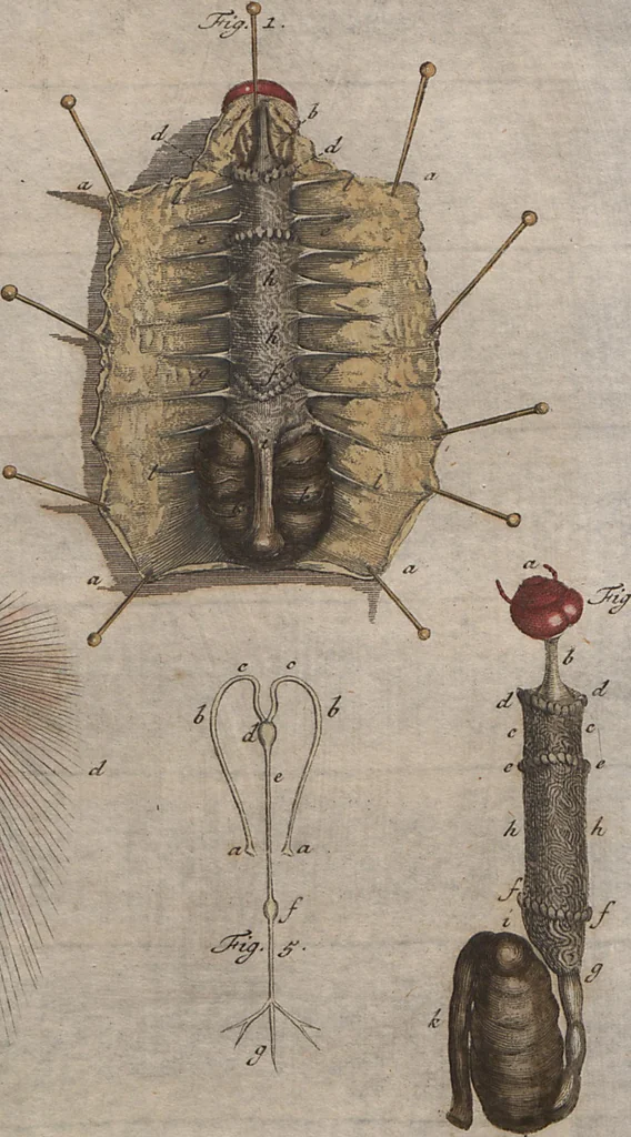An illustration from (Band 2): ... welcher acht Classen verschiedener sowohl inländischer, als auch einiger ausländischer Insecte enthält, 1749, leaf 109