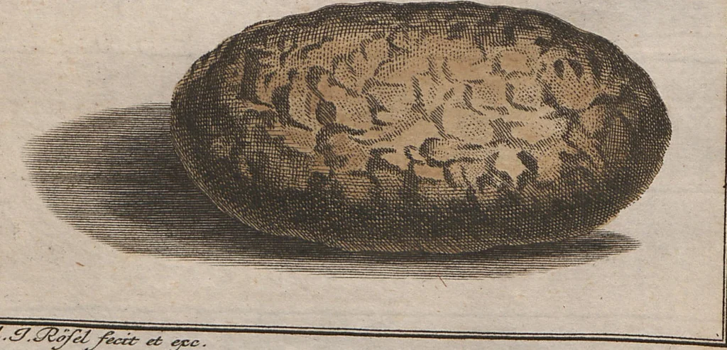 An illustration from (Band 2): ... welcher acht Classen verschiedener sowohl inländischer, als auch einiger ausländischer Insecte enthält, 1749, leaf 143