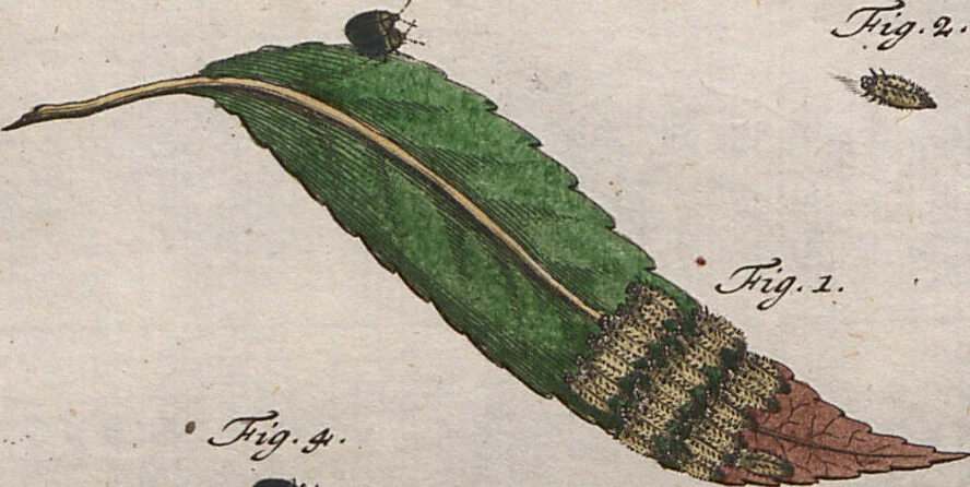 An illustration from (Band 2): ... welcher acht Classen verschiedener sowohl inländischer, als auch einiger ausländischer Insecte enthält, 1749, leaf 163