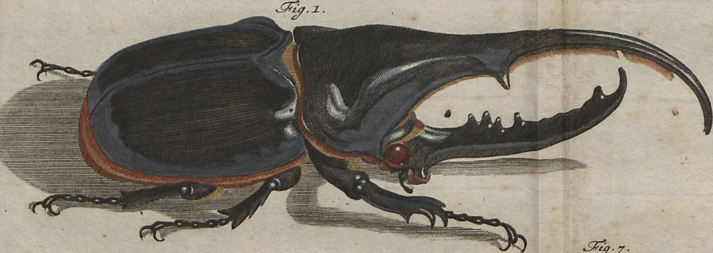 An illustration from (Band 2): ... welcher acht Classen verschiedener sowohl inländischer, als auch einiger ausländischer Insecte enthält, 1749, leaf 18