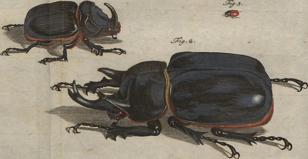 An illustration from (Band 2): ... welcher acht Classen verschiedener sowohl inländischer, als auch einiger ausländischer Insecte enthält, 1749, leaf 18