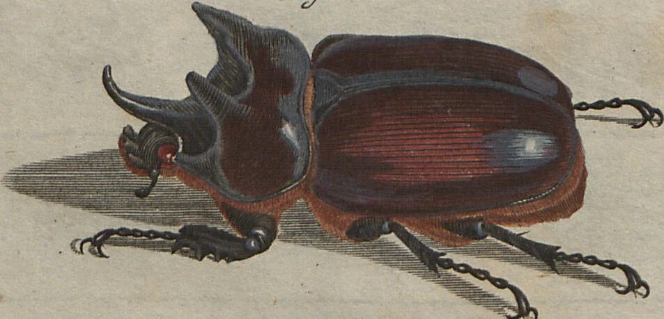 An illustration from (Band 2): ... welcher acht Classen verschiedener sowohl inländischer, als auch einiger ausländischer Insecte enthält, 1749, leaf 18