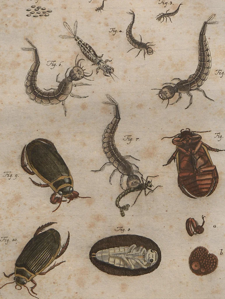An illustration from (Band 2): ... welcher acht Classen verschiedener sowohl inländischer, als auch einiger ausländischer Insecte enthält, 1749, leaf 182