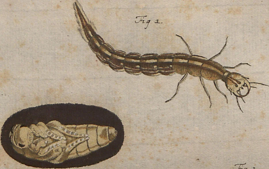 An illustration from (Band 2): ... welcher acht Classen verschiedener sowohl inländischer, als auch einiger ausländischer Insecte enthält, 1749, leaf 192