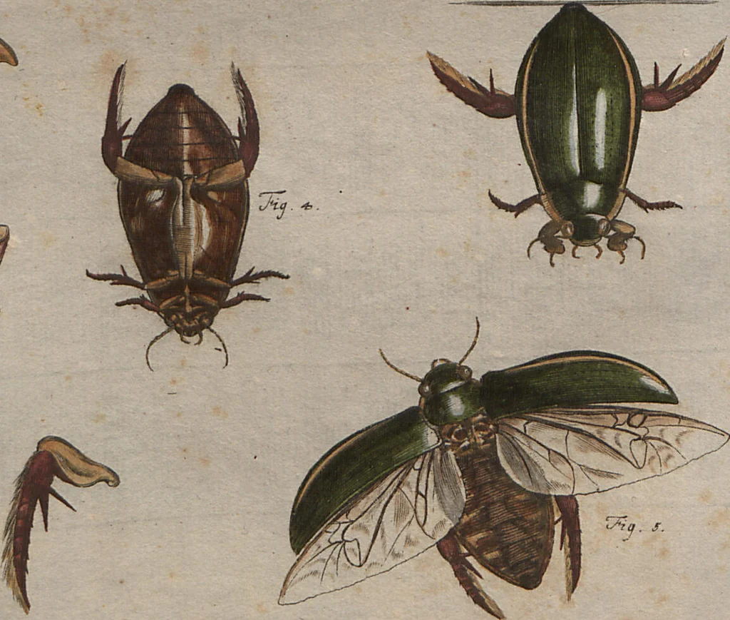 An illustration from (Band 2): ... welcher acht Classen verschiedener sowohl inländischer, als auch einiger ausländischer Insecte enthält, 1749, leaf 192