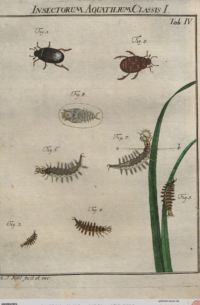 An illustration from (Band 2): ... welcher acht Classen verschiedener sowohl inländischer, als auch einiger ausländischer Insecte enthält, 1749, leaf 212