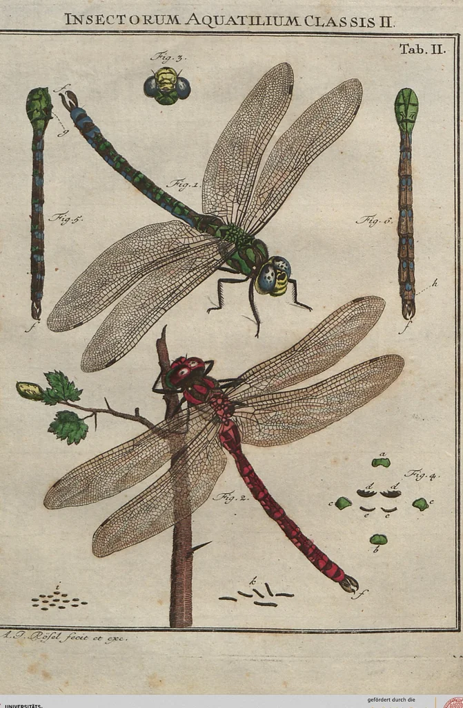 An illustration from (Band 2): ... welcher acht Classen verschiedener sowohl inländischer, als auch einiger ausländischer Insecte enthält, 1749, leaf 229