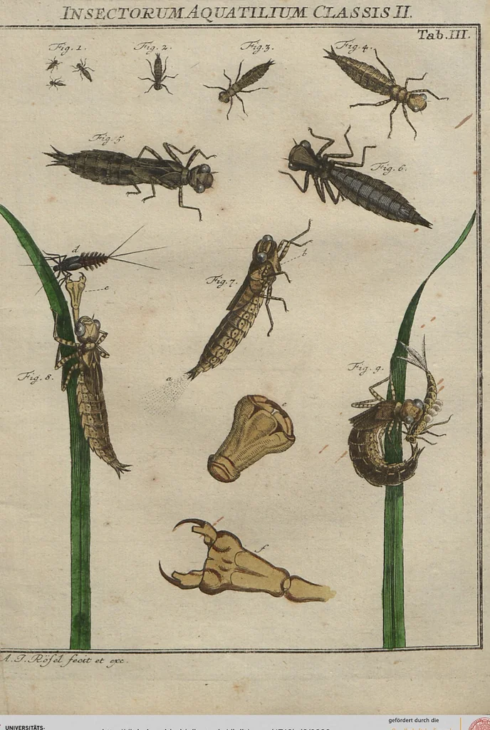 An illustration from (Band 2): ... welcher acht Classen verschiedener sowohl inländischer, als auch einiger ausländischer Insecte enthält, 1749, leaf 239